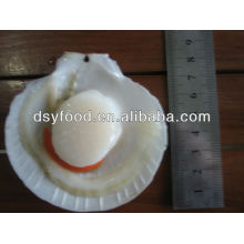 Frozen sea Scallop(roe on)